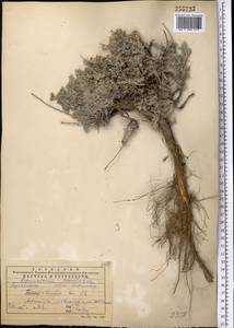 Artemisia sublessingiana (Keller) Krasch. ex Poljakov, Middle Asia, Western Tian Shan & Karatau (M3) (Kazakhstan)