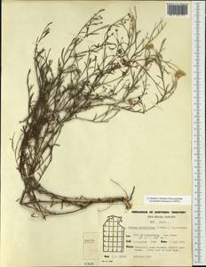 Pluchea rubelliflora (F. Muell.) B. L. Rob., Australia & Oceania (AUSTR) (Australia)