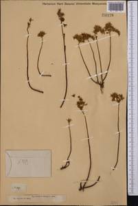 Phedimus hybridus (L.) 't Hart, Middle Asia, Dzungarian Alatau & Tarbagatai (M5) (Kazakhstan)