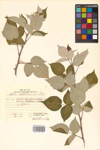 Rubus idaeus subsp. melanolasius Focke, Siberia, Russian Far East (S6) (Russia)