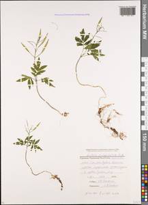 Cardamine quinquefolia (M. Bieb.) Schmalh., Caucasus, Stavropol Krai, Karachay-Cherkessia & Kabardino-Balkaria (K1b) (Russia)