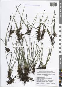 Equisetum variegatum Schleich. ex F.Weber & D.Mohr, Eastern Europe, North-Western region (E2) (Russia)