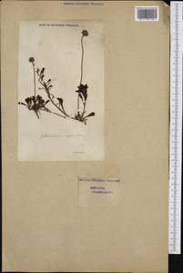 Globularia cordifolia L., Western Europe (EUR) (Switzerland)