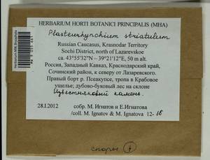 Plasteurhynchium striatulum (Spruce) M. Fleisch., Bryophytes, Bryophytes - North Caucasus & Ciscaucasia (B12) (Russia)