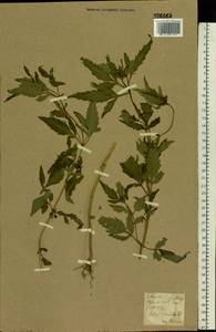 Bidens tripartita L., Eastern Europe, North Ukrainian region (E11) (Ukraine)