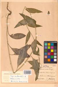 Hesperis matronalis L., Eastern Europe, West Ukrainian region (E13) (Ukraine)