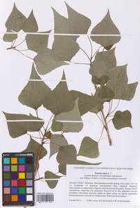 Populus nigra L., Eastern Europe, Moscow region (E4a) (Russia)