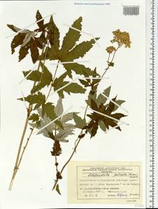 Filipendula digitata (Willd.) Bergmans, Siberia, Central Siberia (S3) (Russia)