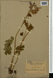 Aquilegia olympica Boiss., Caucasus, Armenia (K5) (Armenia)