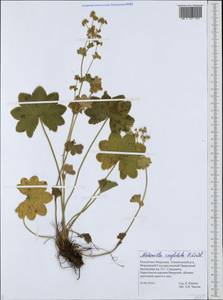 Alchemilla conglobata H. Lindb., Eastern Europe, Middle Volga region (E8) (Russia)