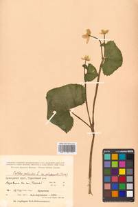 Caltha palustris var. minor (Mill.) DC., Siberia, Russian Far East (S6) (Russia)