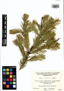 Abies sibirica Ledeb., Siberia, Baikal & Transbaikal region (S4) (Russia)