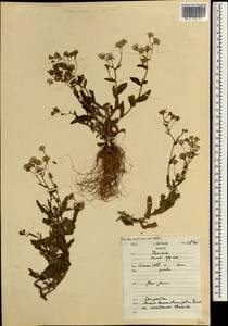 Senecio leucanthemifolius, Africa (AFR) (Morocco)