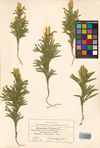 Dendrolycopodium obscurum (L.) A. Haines, Siberia, Russian Far East (S6) (Russia)