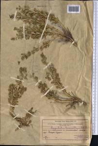 Lagochilus leiacanthus Fisch. & C.A.Mey., Middle Asia, Western Tian Shan & Karatau (M3) (Kazakhstan)