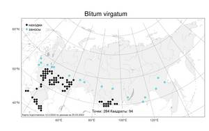 Blitum virgatum L., Atlas of the Russian Flora (FLORUS) (Russia)