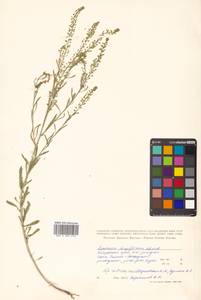 Lepidium densiflorum Schrad., Siberia, Russian Far East (S6) (Russia)