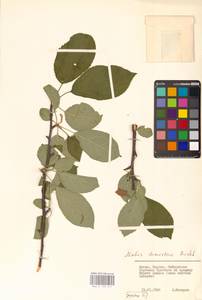 Malus domestica (Suckow) Borkh., Eastern Europe, Lithuania (E2a) (Lithuania)