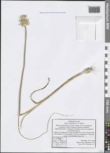 Allium regelianum A.K.Becker, Crimea (KRYM) (Russia)