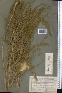 Artemisia ferganensis Krasch. ex Poljakov, Middle Asia, Pamir & Pamiro-Alai (M2) (Tajikistan)