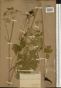 Ostericum palustre (Besser) Besser, Eastern Europe, Eastern region (E10) (Russia)