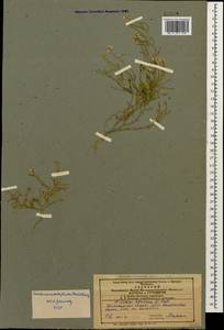 Neotorularia contortuplicata (Stephan) Hedge & J. Léonard, Caucasus, Azerbaijan (K6) (Azerbaijan)