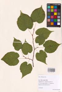 Tilia cordata Mill., Eastern Europe, North-Western region (E2) (Russia)