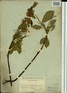 Prunus padus L., Siberia, Baikal & Transbaikal region (S4) (Russia)