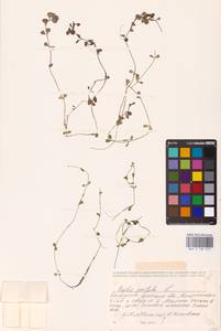 Lythrum portula (L.) D. A. Webb, Eastern Europe, Belarus (E3a) (Belarus)