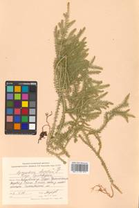 Lycopodium clavatum L., Siberia, Russian Far East (S6) (Russia)