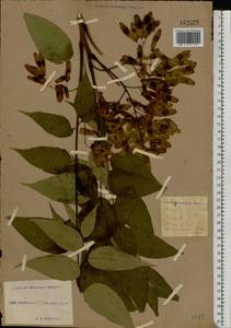 Ailanthus altissima (Mill.) Swingle, Eastern Europe, South Ukrainian region (E12) (Ukraine)