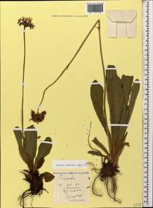 Primula crassifolia Lehm., Caucasus, South Ossetia (K4b) (South Ossetia)