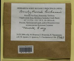 Brachythecium buchananii (Hook.) A. Jaeger, Bryophytes, Bryophytes - Russian Far East (excl. Chukotka & Kamchatka) (B20) (Russia)