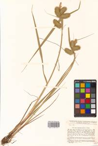 Carex capricornis Meinsh. ex Maxim., Siberia, Russian Far East (S6) (Russia)