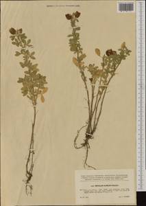 Trifolium aureum Pollich, Western Europe (EUR) (Czech Republic)