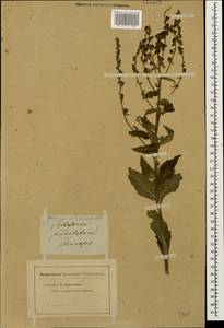 Verbascum sinuatum L., Caucasus (no precise locality) (K0)