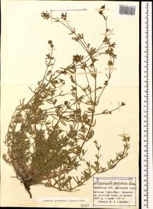 Asperula prostrata (Adams) K.Koch, Caucasus, Armenia (K5) (Armenia)