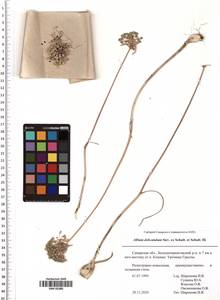 Allium delicatulum Siev. ex Schult. & Schult.f., Eastern Europe, Middle Volga region (E8) (Russia)