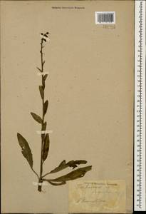 Verbascum phoeniceum L., Caucasus, Stavropol Krai, Karachay-Cherkessia & Kabardino-Balkaria (K1b) (Russia)