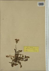 Crepis rubra L., Western Europe (EUR) (Greece)