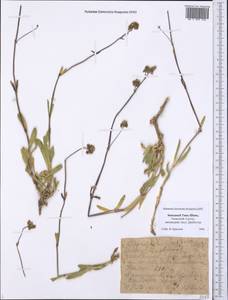 Gypsophila cephalotes (Schrenk) F.N. Williams, Middle Asia, Western Tian Shan & Karatau (M3) (Kazakhstan)