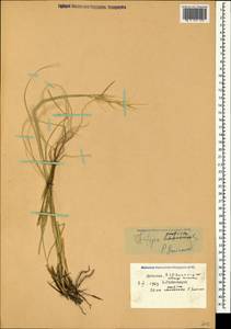 Stipa pontica P.A.Smirn., Caucasus, Dagestan (K2) (Russia)