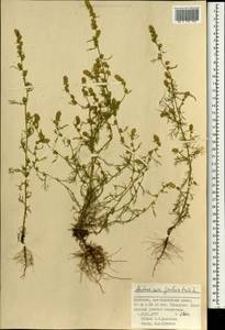 Artemisia palustris L., Mongolia (MONG) (Mongolia)