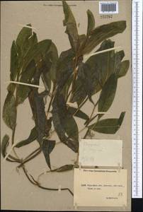 Potamogeton lucens L., Middle Asia, Northern & Central Kazakhstan (M10) (Kazakhstan)