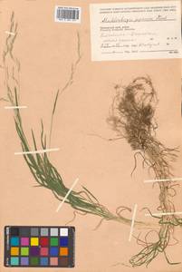 Muhlenbergia japonica Steud., Siberia, Russian Far East (S6) (Russia)