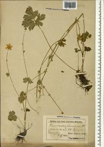 Ranunculus caucasicus M. Bieb., Caucasus, Azerbaijan (K6) (Azerbaijan)