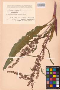 Rumex crispus L., Eastern Europe, Lower Volga region (E9) (Russia)