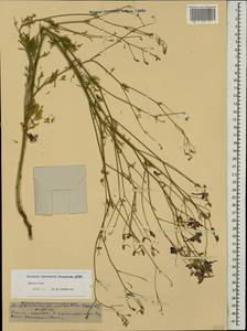 Delphinium consolida subsp. divaricatum (Ledeb.) A. Nyár., Caucasus, Dagestan (K2) (Russia)