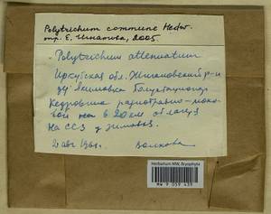 Polytrichum commune Hedw., Bryophytes, Bryophytes - Baikal & Transbaikal regions (B18) (Russia)