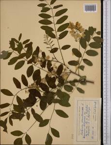 Robinia pseudoacacia L., Middle Asia, Western Tian Shan & Karatau (M3) (Uzbekistan)
